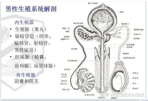 夢見性器官|夢見生殖器什麽意思,預示代表什麽,寓意破解